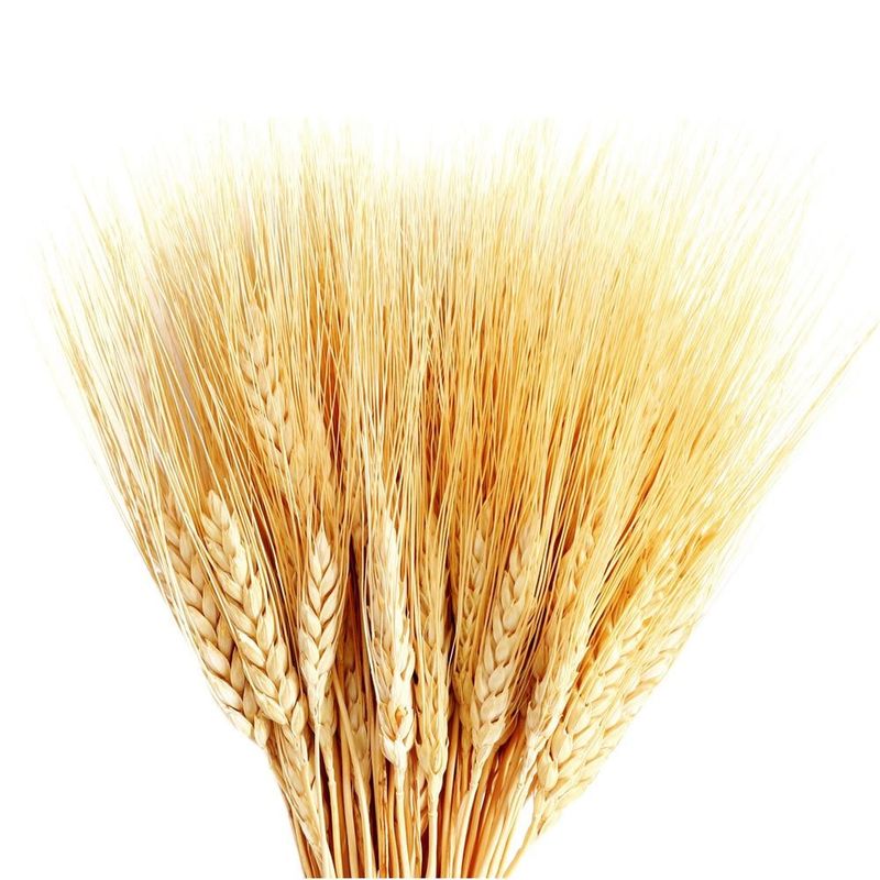 trigo-seco-decorativo